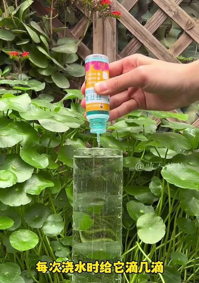 君子兰浇水勤了不开花怎么办？如何调整浇水频率？