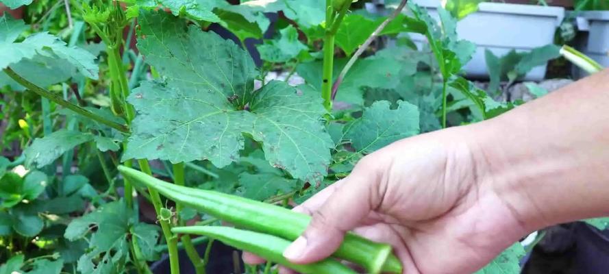 仙人掌果菠萝树的种植方法是什么？种植过程中应注意什么？