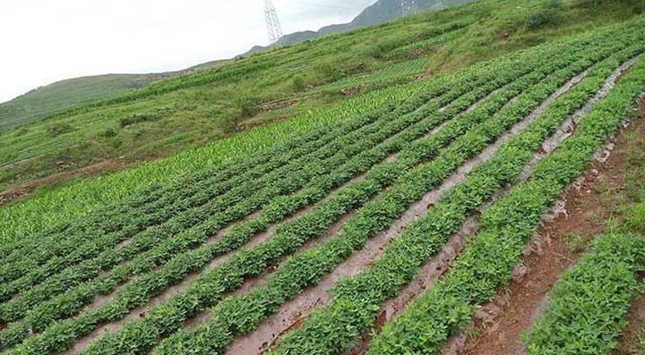 仙人掌果菠萝树的种植方法是什么？种植过程中应注意什么？