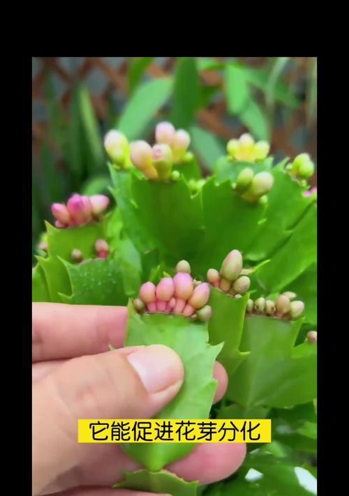 蟹爪兰花语有何特别之处？它在植物界中代表了什么？