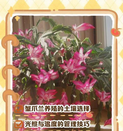 蟹爪兰花语有何特别之处？它在植物界中代表了什么？