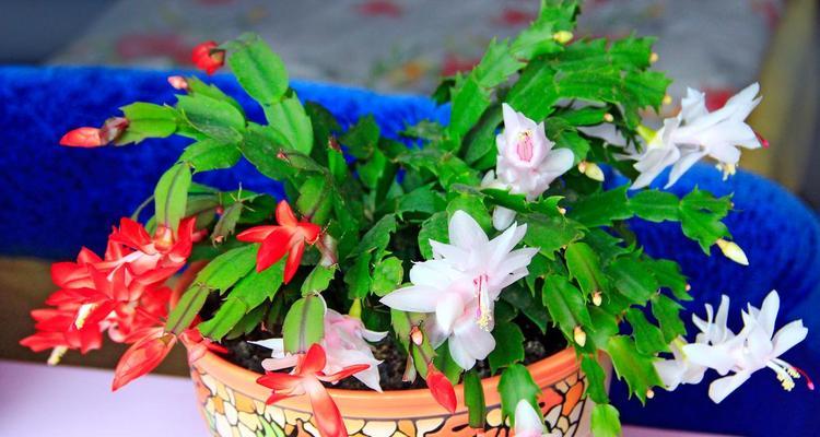 蟹爪兰花语有何特别之处？它在植物界中代表了什么？