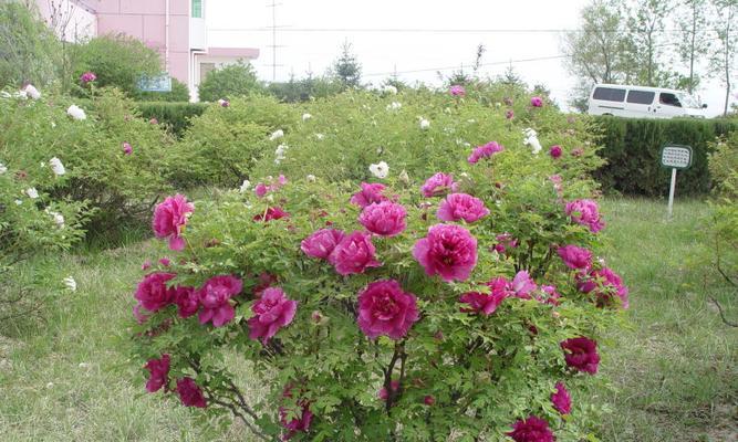 牡丹花种植成大树的秘诀是什么？