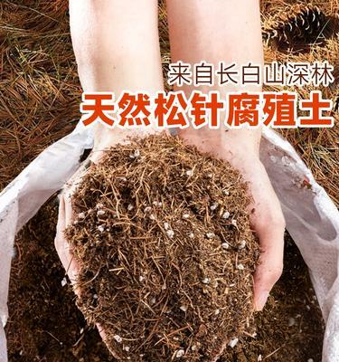 君子兰植松针的正确方法是什么？如何确保其健康成长？