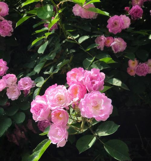 粉色蔷薇代表什么？粉色蔷薇的花语有哪些？
