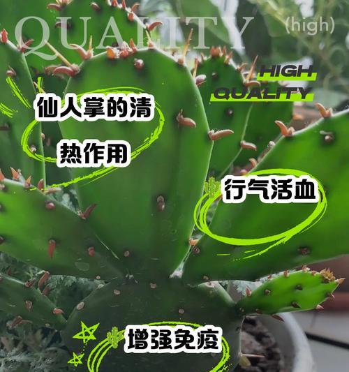 大型仙人掌植物养护要点有哪些？如何保持健康生长？