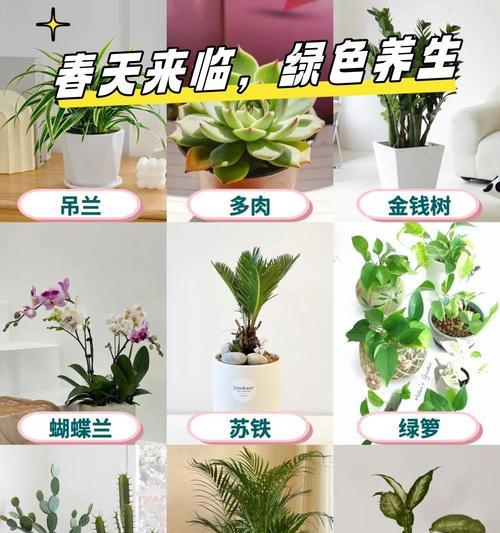 大型仙人掌植物养护要点有哪些？如何保持健康生长？