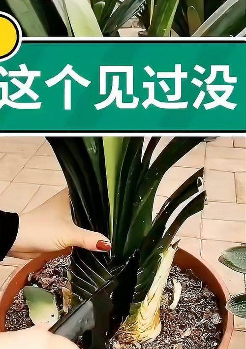 两颗叶君子兰如何养护？管理上有哪些要点？