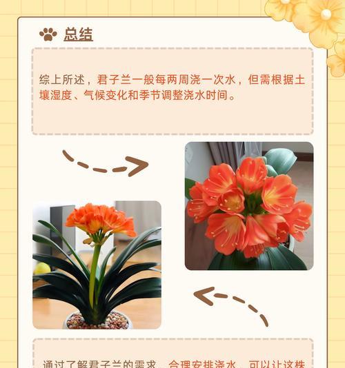 君子兰春季如何养护？浇水方法有哪些？