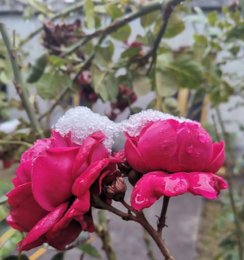 玫瑰花不枯萎的原因是什么？