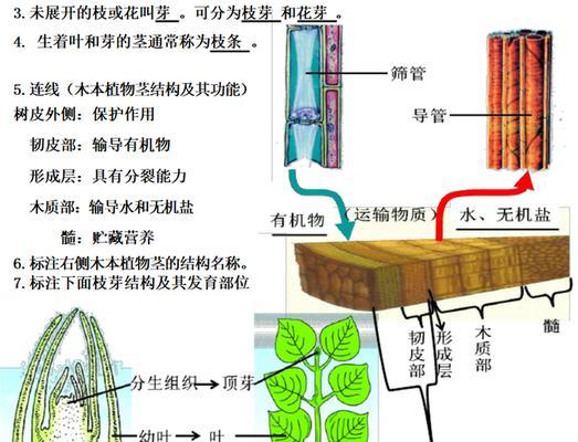 仙人掌枝条断裂后的处理方法是什么？