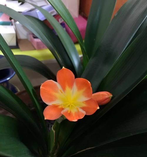 君子兰开花后蔫了怎么办？如何恢复生机？