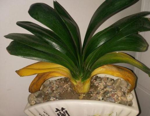 君子兰开花后蔫了怎么办？如何恢复生机？