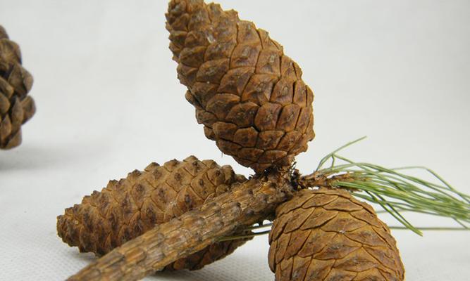 松球干花的花语是什么？松球干花有何含义？