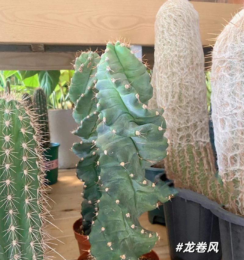 仙人掌植物补水方法有哪些？如何确保效果最佳？