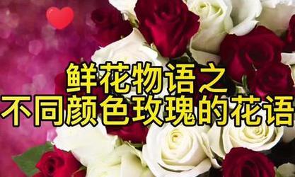 粉玫瑰的花语有何含义？