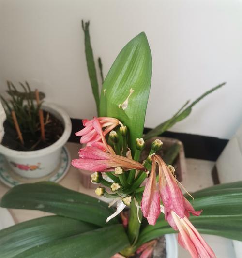 芦荟仙人掌纯植怎么养？有哪些基本的养护知识？