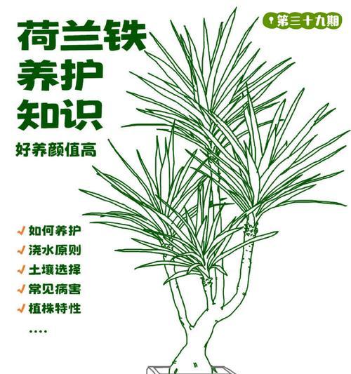 芦荟仙人掌纯植怎么养？有哪些基本的养护知识？