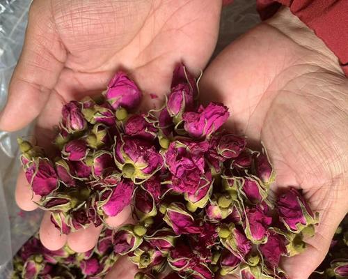 和田玫瑰花种植技巧有哪些？头茬玫瑰如何照料？