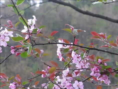 湖北海棠有什么花语？湖北海棠的花语代表了哪些情感？