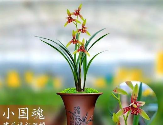 白兰地仙人掌的养护与浇水技巧？