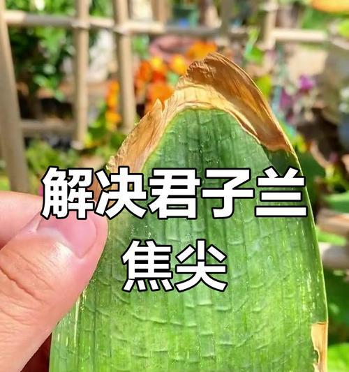 君子兰叶子黄斑的可能原因是什么？