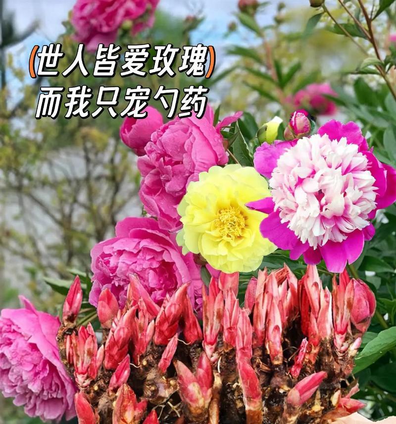 芍药花语大全中各花语的含义是什么？