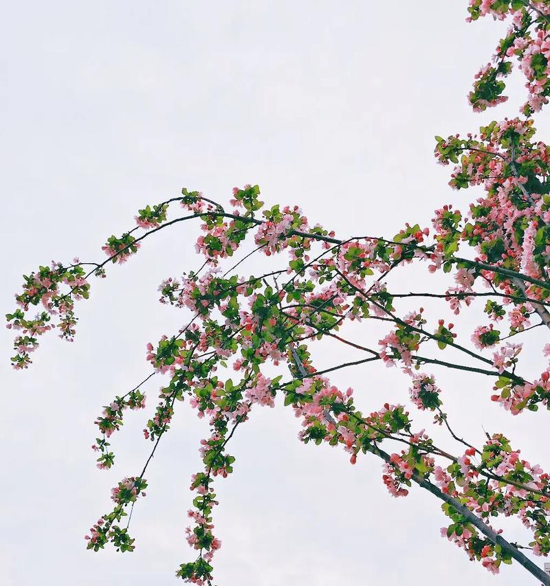花语阑珊的含义是什么？它通常用来表达什么？