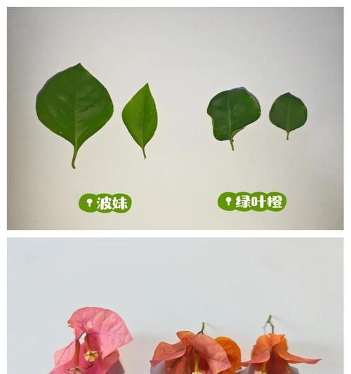 玫瑰花叶子颜色有哪些变化？如何辨别？