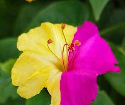 当代花旦花语是什么花？它代表了哪种美？