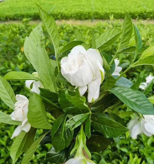 当代花旦花语是什么花？它代表了哪种美？