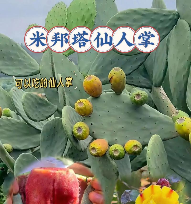 黄金仙人掌种植技巧有哪些？如何保持其美观？