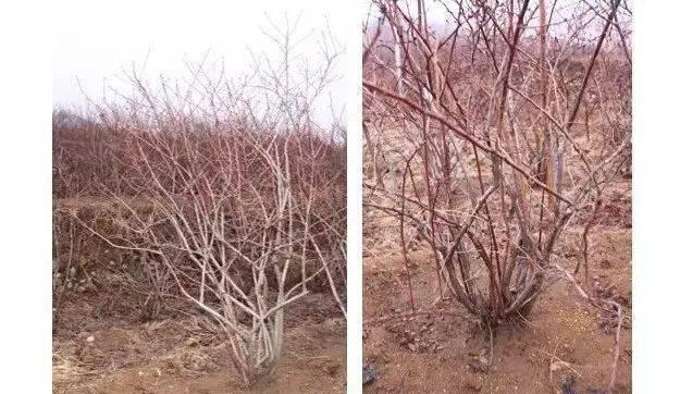 一米仙人掌的修剪技巧是什么？如何修剪才能保持美观？