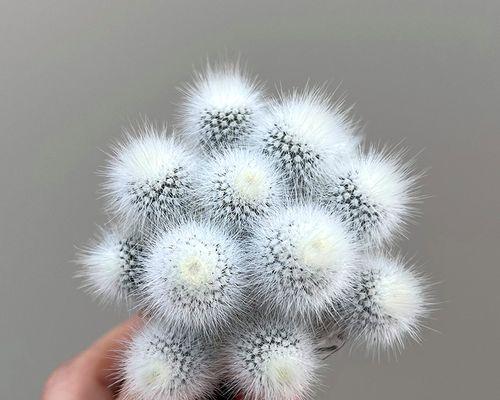 嫁接的白小丁仙人球养护方法是什么？