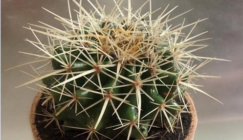 松鼠仙人球的养殖技巧有哪些？