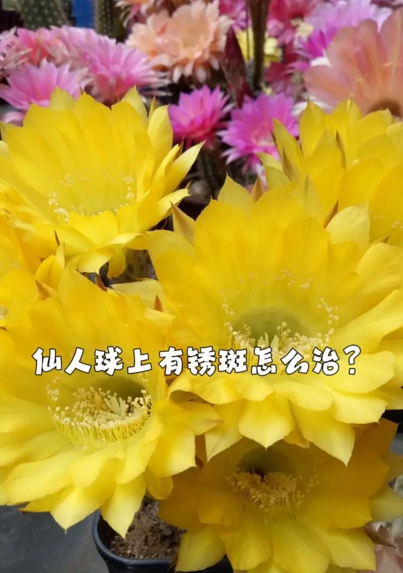 松鼠仙人球的养殖技巧有哪些？