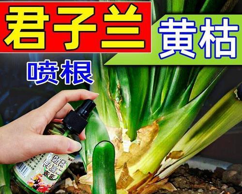 君子兰如何养护才能避免黄叶并快速开花？