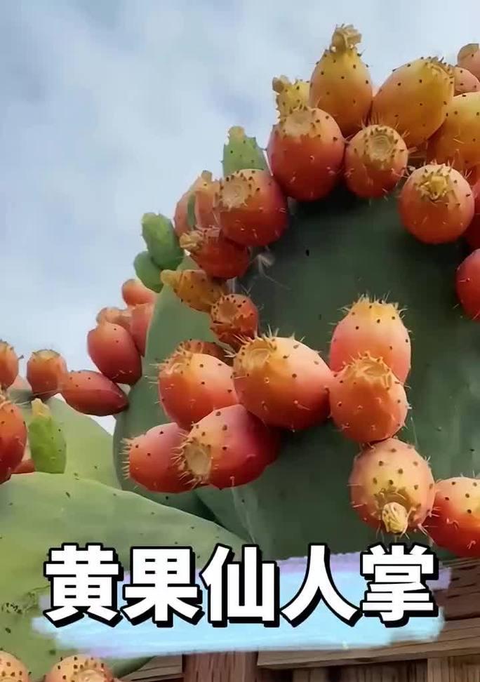 宝塔仙人掌的耐养性如何？正确的养护方法是什么？