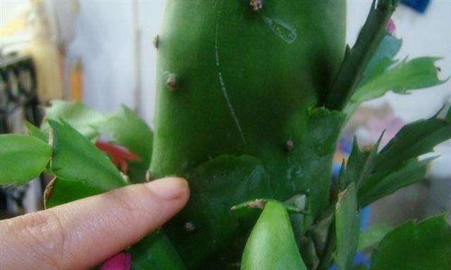 宝塔仙人掌的耐养性如何？正确的养护方法是什么？