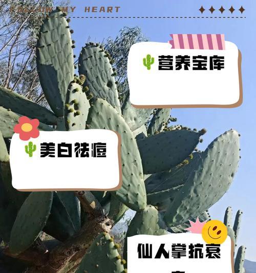 如何免费获取仙人掌花的花瓣？需要什么条件？