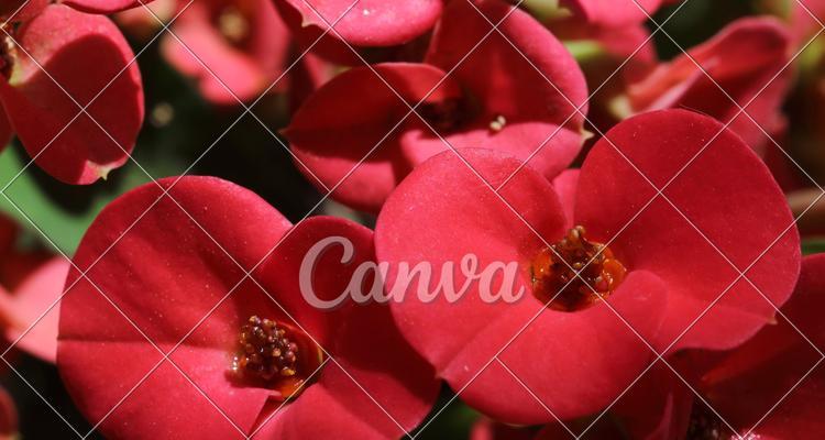 如何免费获取仙人掌花的花瓣？需要什么条件？