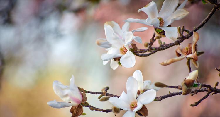野兰花的花语和寓意是什么？这种花象征着什么？