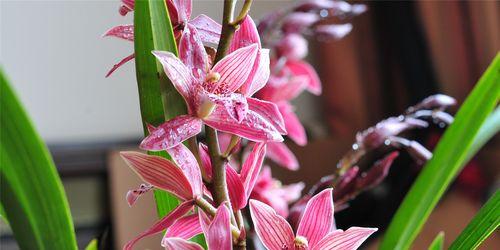 野兰花的花语和寓意是什么？这种花象征着什么？