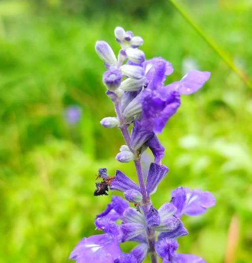 野兰花的花语和寓意是什么？这种花象征着什么？