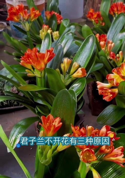君子兰开花后如何进行养护和修剪？