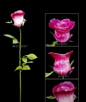 如何区分玫瑰花的不同花苞？花苞的识别方法是什么？