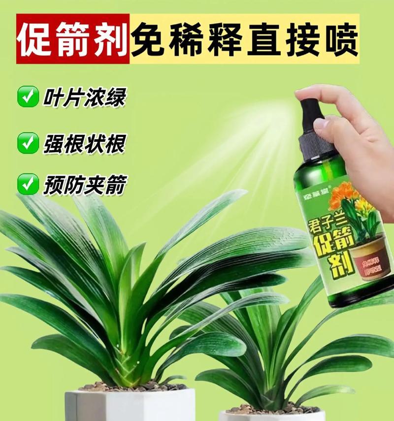 君子兰开花臭味如何消除？