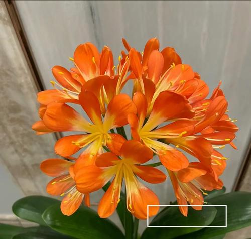 君子兰开花臭味如何消除？