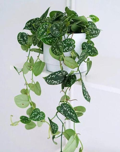 橙黄花仙人掌如何养护和浇水？养护过程中需要注意什么？