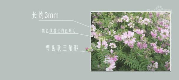 橙黄花仙人掌如何养护和浇水？养护过程中需要注意什么？